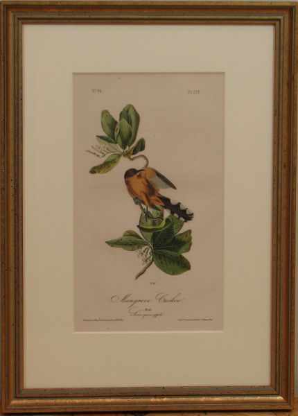 Appraisal: John James Audubon Mangrove Cuckoo lithograph x canvas x frame