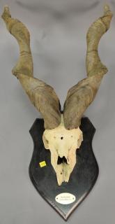 Appraisal: Large taxidermy markhor horn mount horn lg in Large taxidermy