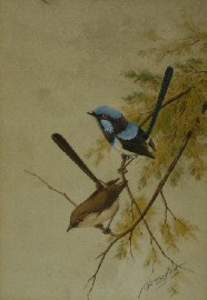 Appraisal: Neville William Cayley Junior - Blue Wrens watercolour on paper