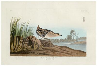 Appraisal: Havell edition Audubon print Yellow-breasted Rail hellip Rallus Novetoracencis plate