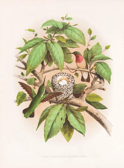 Appraisal: GENTRY Thomas - Nests and Eggs of Birds of the