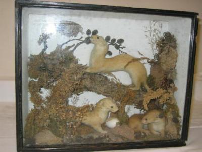 Appraisal: A TAXIDERMIST'S EXHIBIT containing three stuffed weasels realistically modelled and