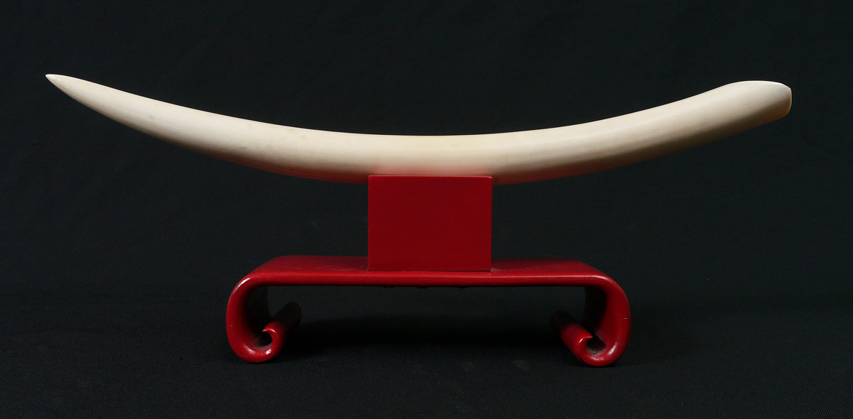 Appraisal: IVORY TUSK WITH STAND Smooth uncarved tusk '' Sold with