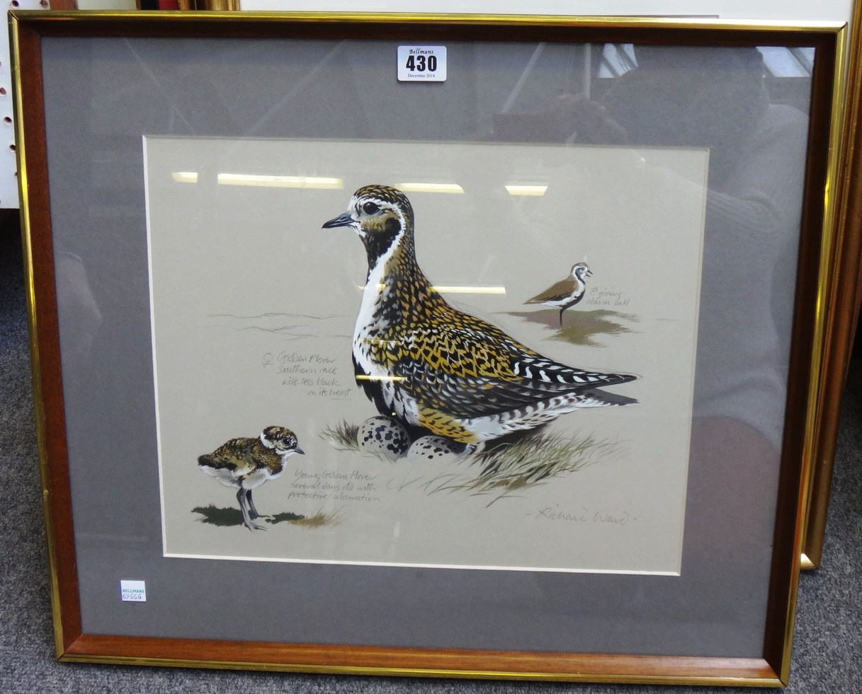 Appraisal: Richard Ward b Golden Plovers gouache signed and inscribed cm