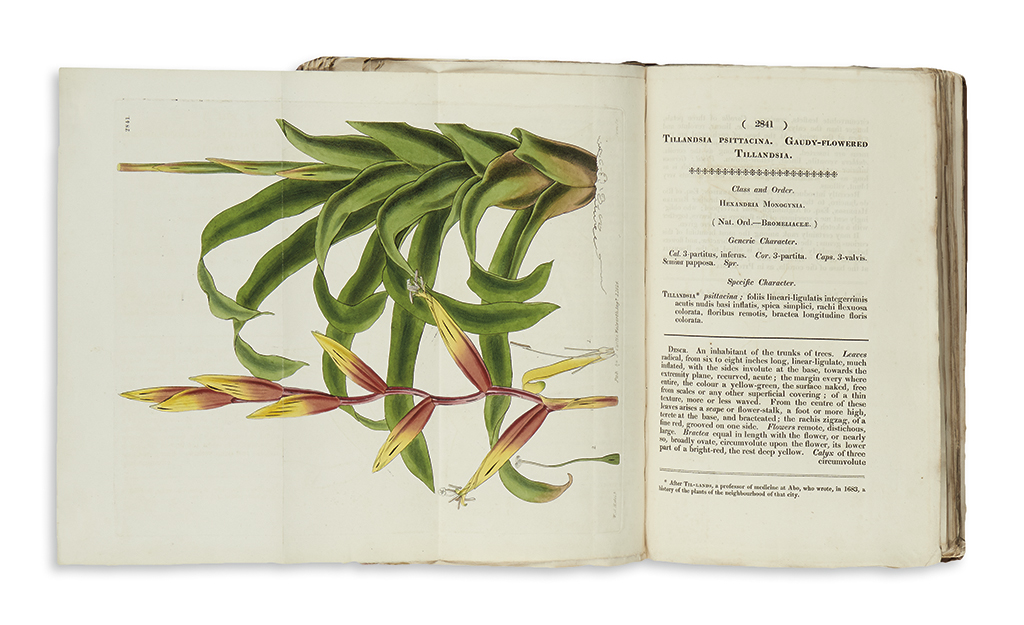 Appraisal: BOTANICAL Curtis Samuel Curtis's Botanical Magazine or Flower Garden Displayed