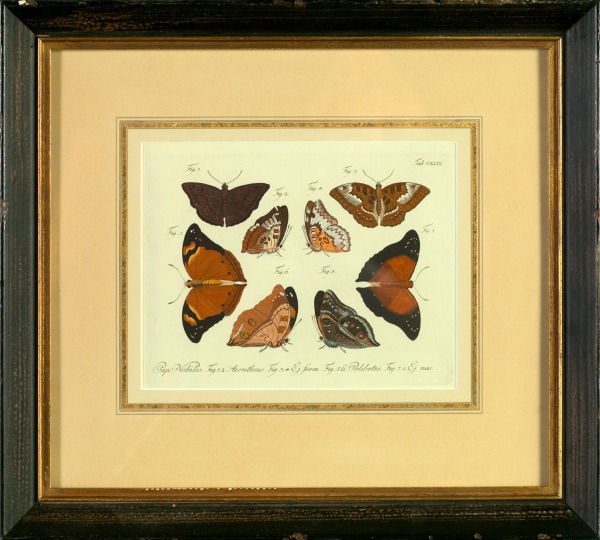 Appraisal: Continental School th Century Butterflies trio of hand-colored engravings sight