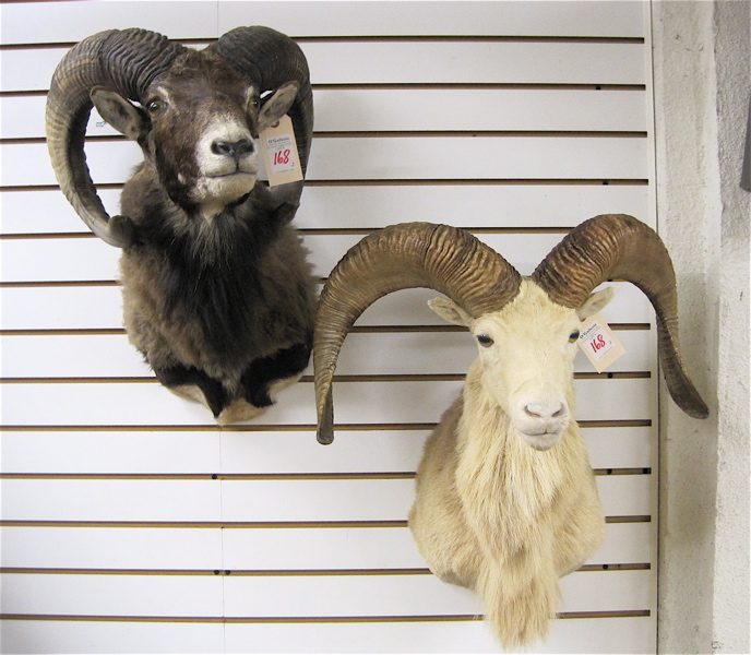 Appraisal: TWO RAM SHEEP TROPHY HEAD MOUNTS Dall Sheep white and