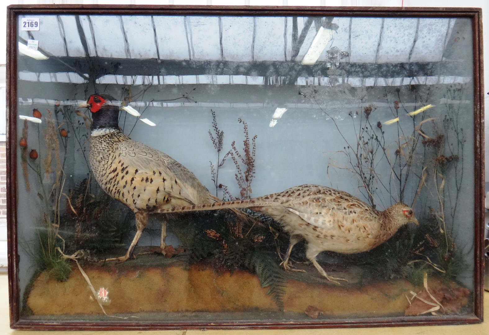 Appraisal: Taxidermy a stuffed pheasant hen and cockbird set against a