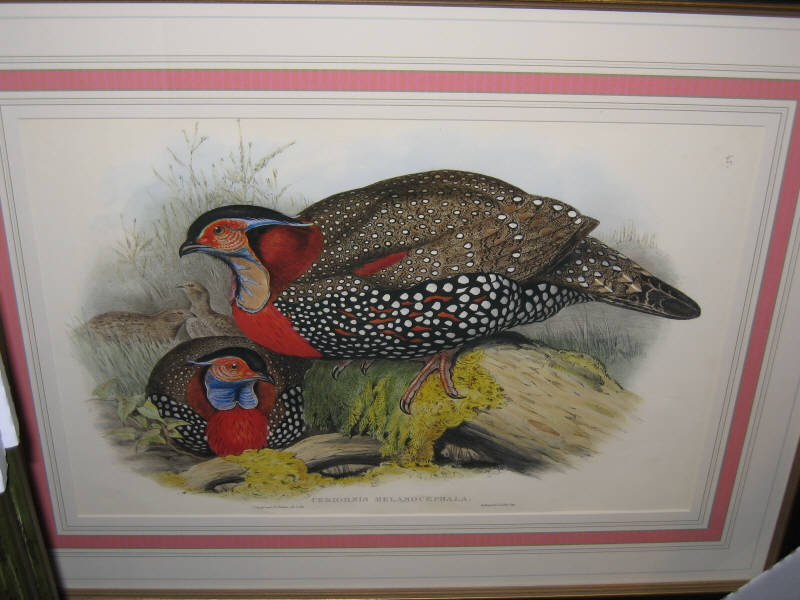 Appraisal: AFTER JOHN GOULD BRITISH - Two photomechanical prints of Pheasants