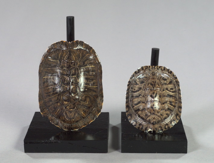 Appraisal: Two American Lacquered Tortoise Carapaces in the form of bookends