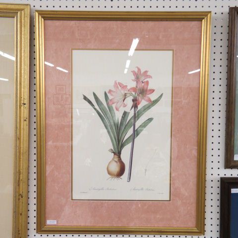 Appraisal: Botanical Print Amaryllis x nicely matted framed