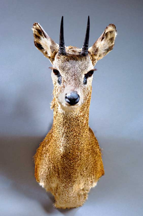 Appraisal: KLIPSPRINGER Oreotragus Africa Stocky and powerful yet extremely agile this