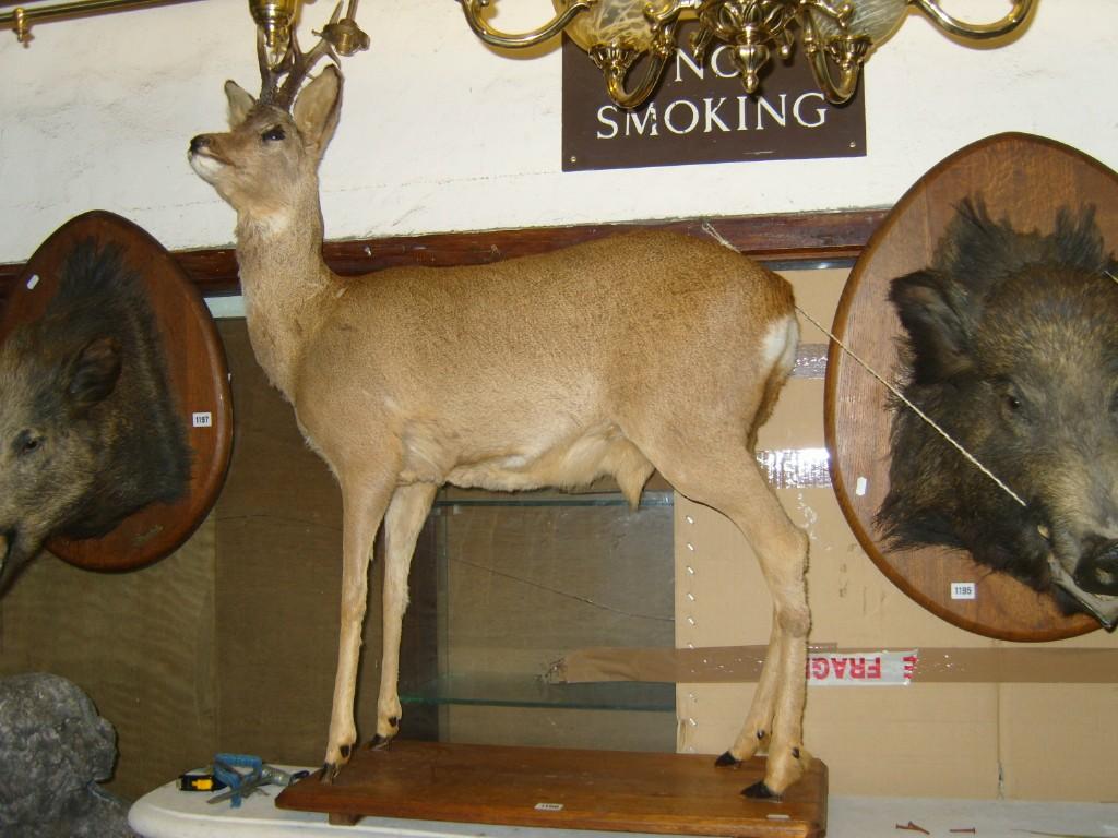 Appraisal: A stuffed and mounted free standing deer mounted on a