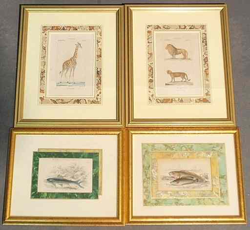 Appraisal: Four early th c animal engravings hand-colored Largest pair x