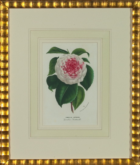 Appraisal: Belgian School th Century Camellias suite of eight hand-colored lithographs