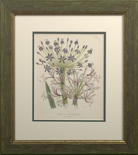 Appraisal: After Jane Webb Loudon British - Botanicals suite of six