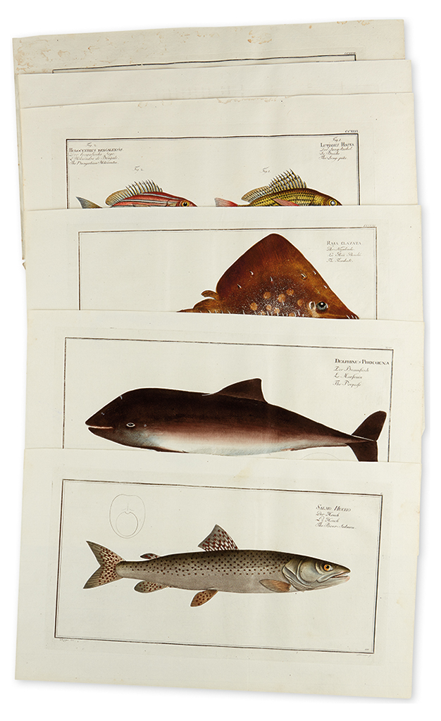 Appraisal: FISH Bloch Marcus Elieser Group of hand-colored engraved plates of