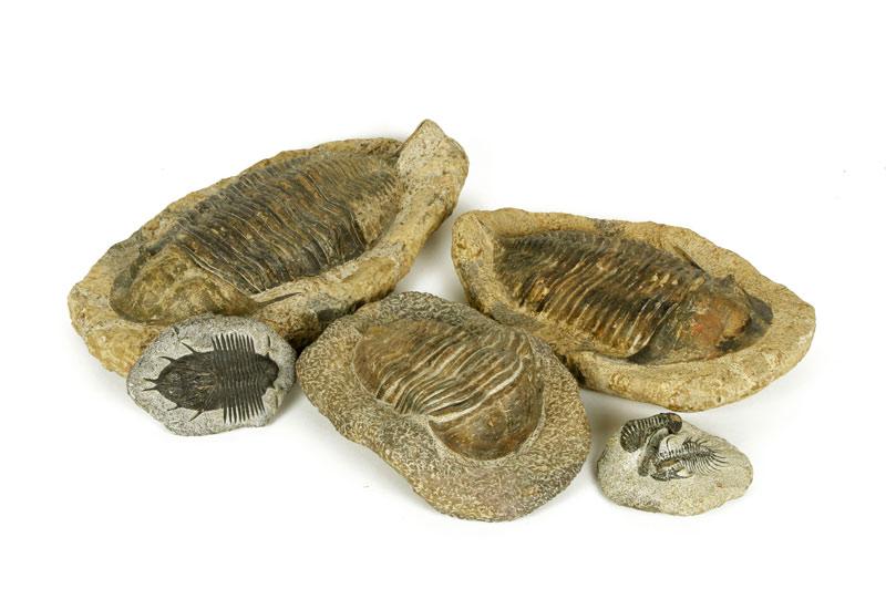 Appraisal: - Five Fossils of Trilobites Five fossilized remains of trilobites