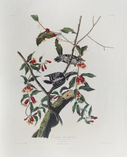 Appraisal: John James Audubon - Downy Woodpecker No Plate th c