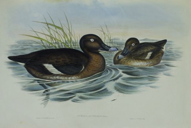 Appraisal: White-eyed Duck Nyroca Australis