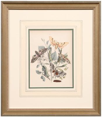 Appraisal: Four lithographs of insects including moths and caterpillars by Noel