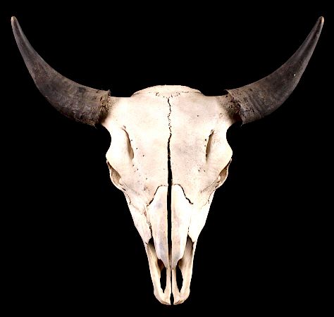 Appraisal: Great American Montana Trophy Buffalo Skull For sale in this