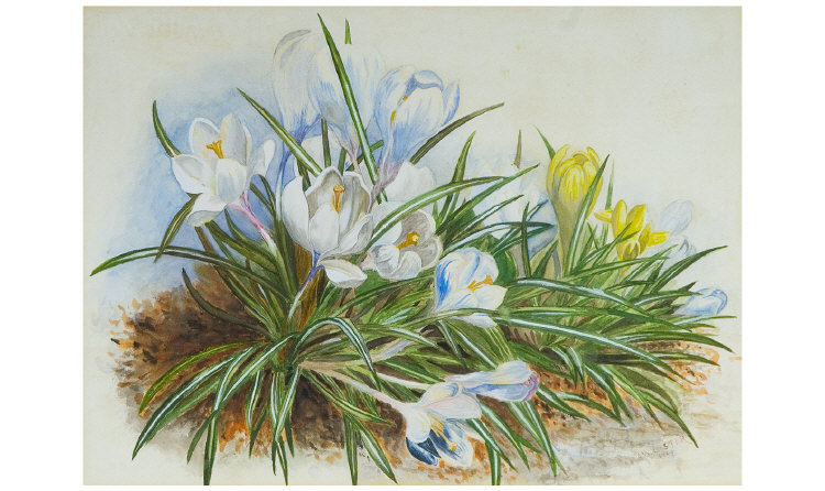 Appraisal: A W Lister Still life Crocuses Watercolour Signed and Dated