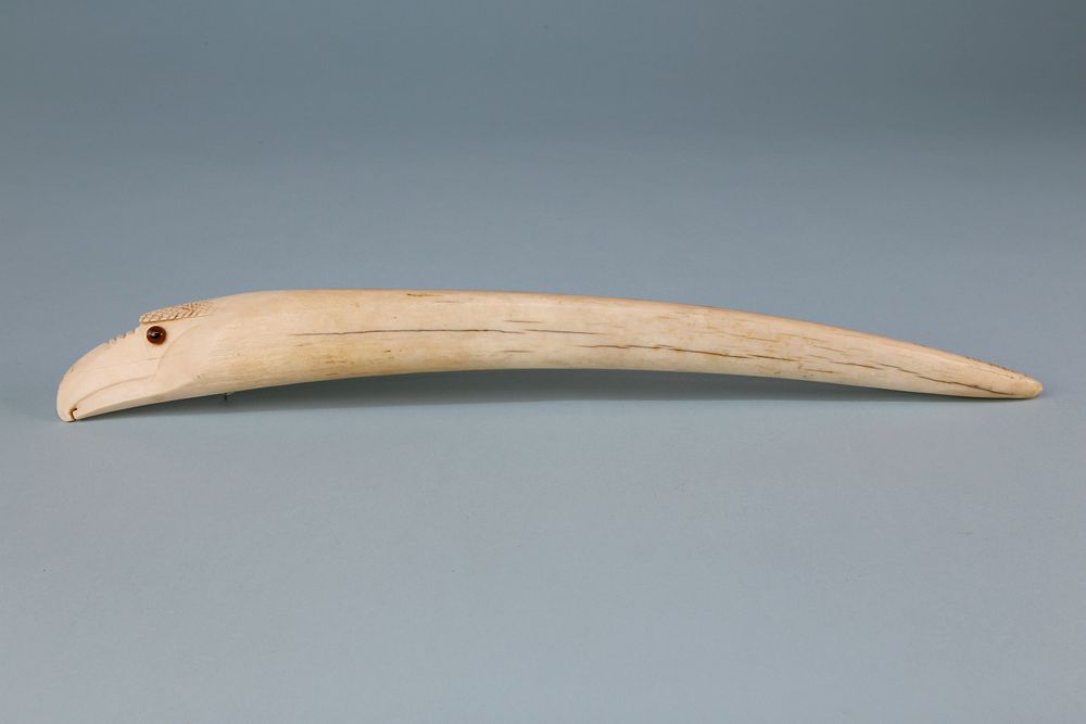 Appraisal: Carved Eagle Head Walrus Tusk circa Carved Eagle Head Walrus