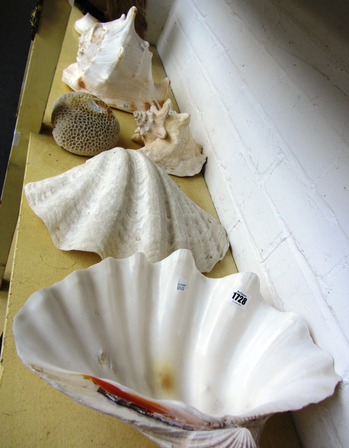 Appraisal: A giant clam shell cm wide together with two nautilus