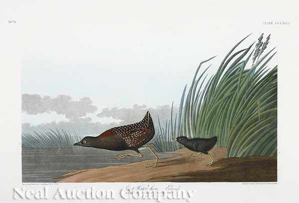 Appraisal: John James Audubon American - Least Water-hen Plate CCCXLIX from