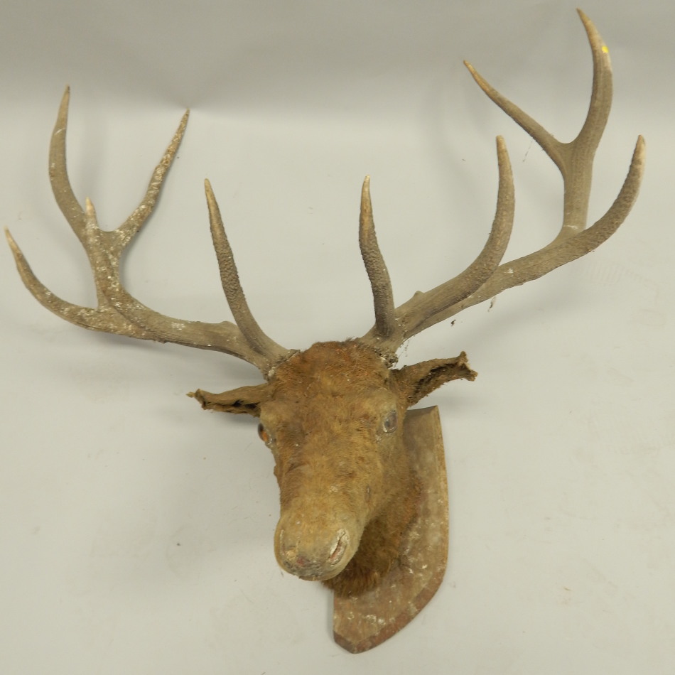 Appraisal: A late th early thC taxidermied stag's head with five