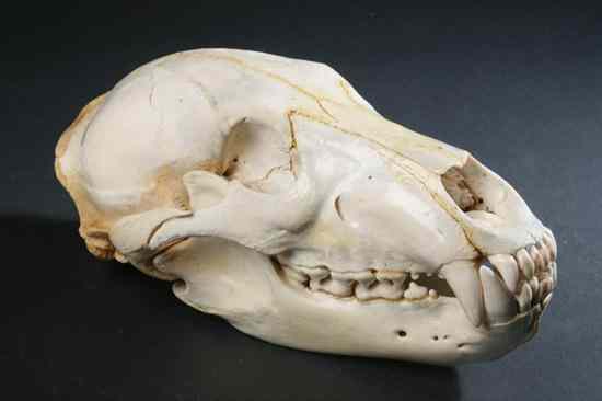 Appraisal: KODIAK BEAR SKULL Alaska Ursus arctos middendorffi - in high