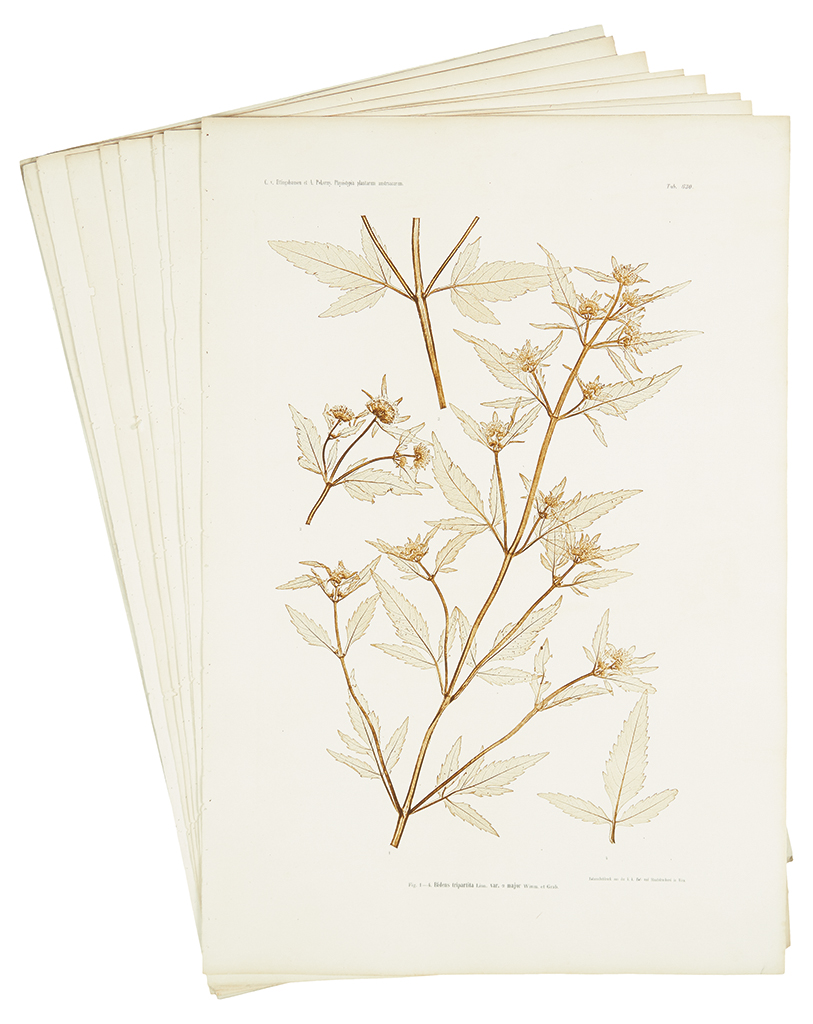 Appraisal: ETTINGHAUSEN and POKORNY Twelve nature-printed botanicals On full folio sheets