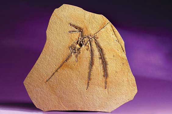 Appraisal: AN EXTREMELY RARE FLYING DINOSAUR Rhamphorhynchus gemmingi Jurassic Solnhofen Germany