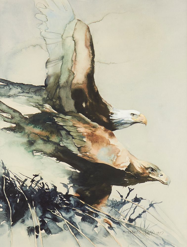 Appraisal: Stephen Lyman Eagles Watercolor Stephen Lyman American - Watercolor on