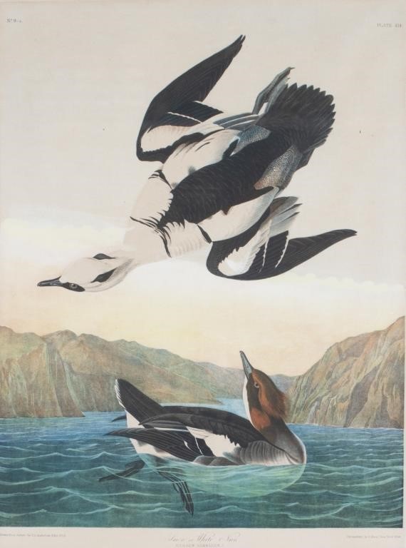 Appraisal: Smew or White Nun chromolithograph by in No - Plate