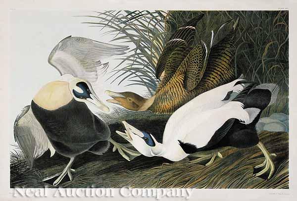 Appraisal: After John James Audubon American - Eider Duck Part No