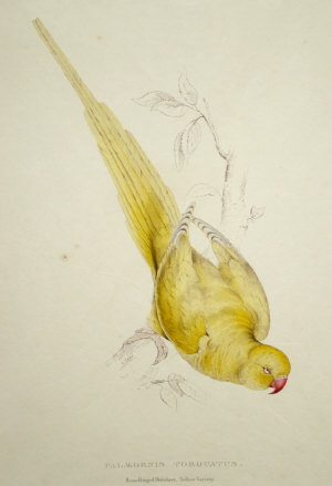 Appraisal: Edward Lear - - Palaeornis Torquatus Rose Ringed Parrakeet Yellow