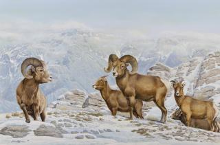 Appraisal: Bighorn Sheep on Mountain by John Lofgreen John Lofgreen -