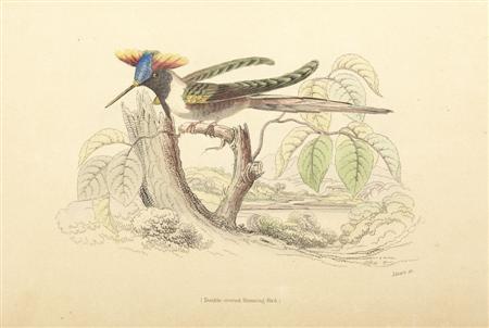 Appraisal: Jardine Sir William The natural history of humming-birds Edinburgh W