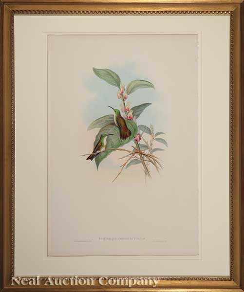 Appraisal: John Gould English - Brazilian Wood Nymph Blue-fronted Lance-Bill Chest-bellied