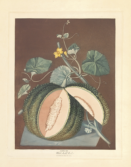 Appraisal: BOTANICAL--FRUIT Brookshaw George White Seed'd Rock Plate LXV Scarlet flesh