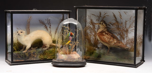 Appraisal: A GROUP OF OLD TAXIDERMY TO INCLUDE a weasel in