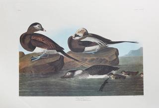 Appraisal: John James Audubon - Long-tailed Duck No Plate th c