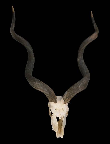 Appraisal: Very Large Greater Kudu Skull Tragelaphus strepsiceros South Africa The