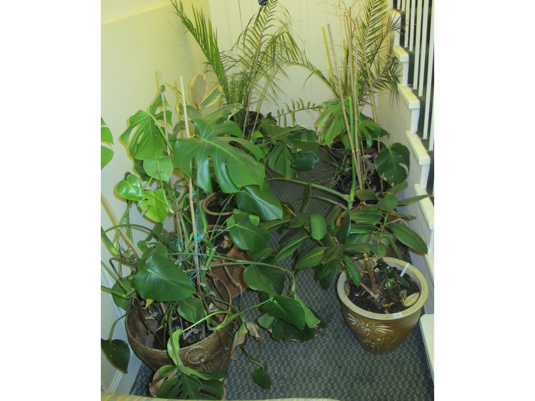 Appraisal: Ten assorted potted plants