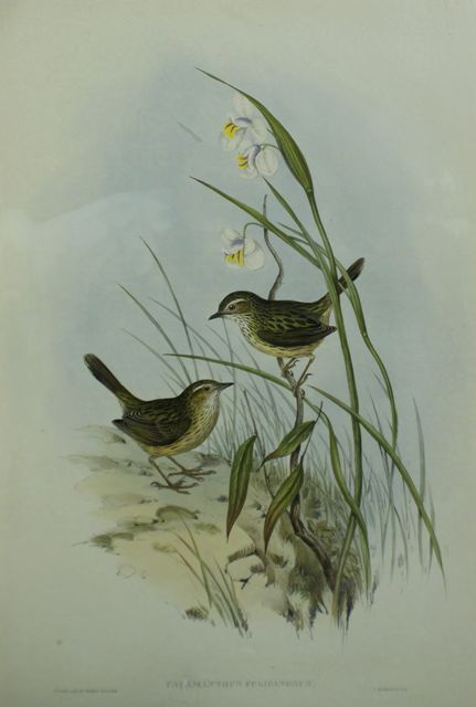 Appraisal: Striated Reed-Lark Calamanthus Fuliginosus