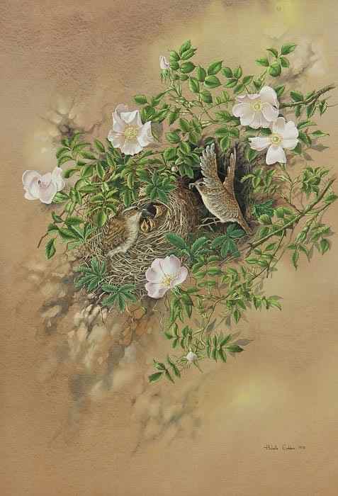 Appraisal: Michelle Emblem th century Wrens feeding their chicks watercolour on