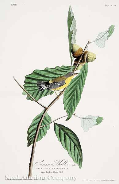 Appraisal: After John James Audubon American - Swainson's Warbler No Plate