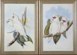 Appraisal: J Gould Cacatua Sanguinea and Licmetis Nasic J Gould Cacatua